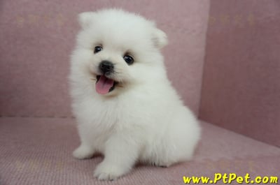 02/11迷你型松鼠白博美公幼犬(桃園市)11