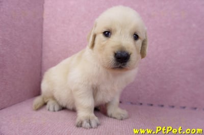 07/18黃金獵犬母幼犬4號(台中潭子)2