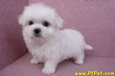 11/20馬爾濟斯公幼犬(彰化二林)12