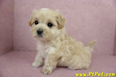 03/02馬爾泰迪母幼犬2號(台東卑南)8