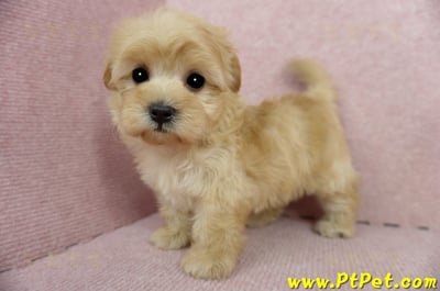 2/14奶油色馬爾泰迪 II 母幼犬(台中北屯)11