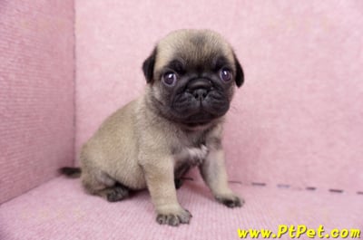 06/23巴哥母幼犬1號(新竹東區)6