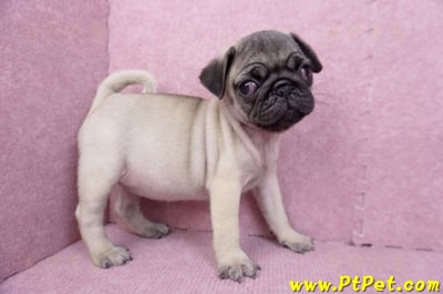 07/09巴哥母幼犬(新竹竹北)5