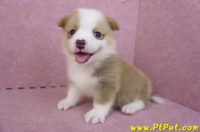 04/16雙色柯基犬母幼犬2號11