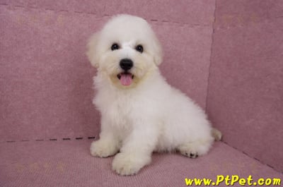 05/20比熊犬公幼犬(新北林口)11