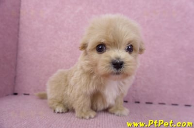 10/13馬爾泰迪公幼犬3號(高雄三民)5