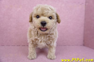 09/23泰迪比熊公幼犬(苗栗苑裡)1