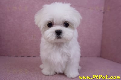 11/20茶杯型馬爾濟斯母幼犬(新北新莊)4