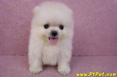 07/23迷你型松鼠白博美公幼犬(新竹香山)3