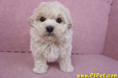 12/10馬爾泰迪公幼犬1號1