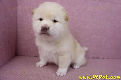 02/06白色柴犬公幼犬7