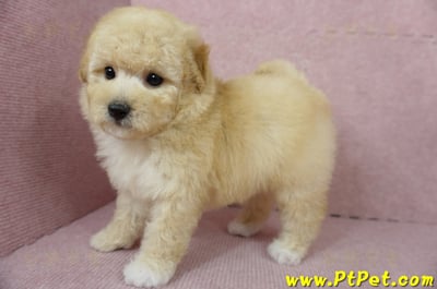 11/26迷你型奶油貴賓公幼犬(屏東市)9