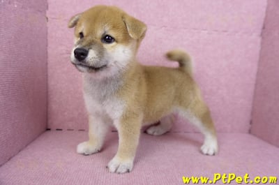 07/11赤色柴犬公幼犬8