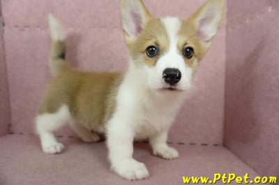 04/13雙色柯基犬公幼犬2號(桃園中壢)7