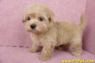 06/15奶油色馬爾泰迪母幼犬2號(桃園中壢)9