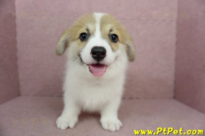 02/09雙色柯基犬母幼犬(屏東九如)4