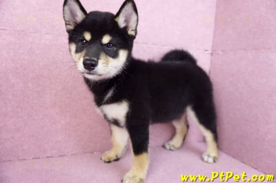 10/15黑色柴犬母幼犬(桃園龜山)7