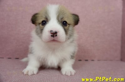 04/28雙色柯基犬公幼犬1號(桃園中壢)1