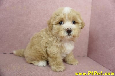 05/05奶油色馬爾泰迪公幼犬(高雄楠梓)7