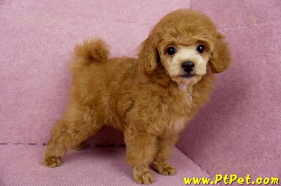 05/22迷你型紅貴賓母幼犬(屏東高樹)6