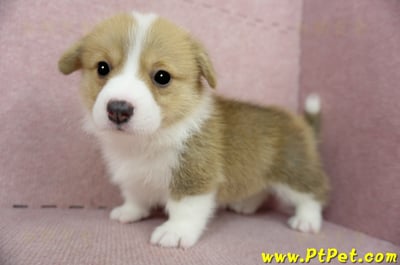 02/09雙色柯基犬母幼犬2號(桃園龍潭)9