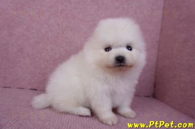 10/11松鼠白博美公幼犬3號(高雄六龜)4