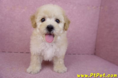 09/23泰迪比熊母幼犬(高雄鳳山)1