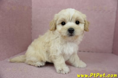 01/10奶油色馬爾泰迪公幼犬2號(花蓮光復)5