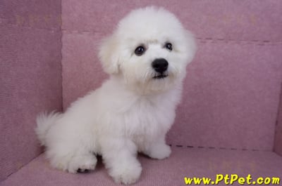 07/22比熊犬公幼犬2號(高雄楠梓)5