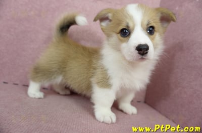 04/28雙色柯基犬母幼犬(高雄前鎮)7