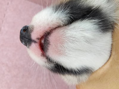 03/14雙色柯基犬母幼犬2號9