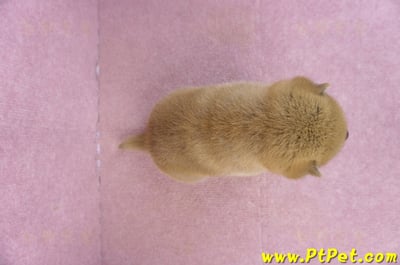 02/06赤色柴犬母幼犬2號7