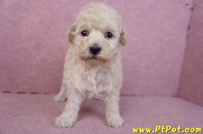 12/06玩具型奶油貴賓母幼犬1號1