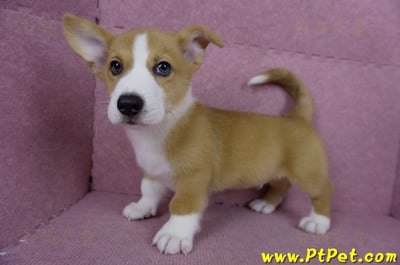 05/09雙色柯基犬公幼犬(南投市)7