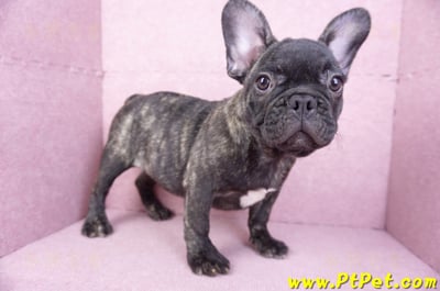 09/18虎斑色法國鬥牛母幼犬7