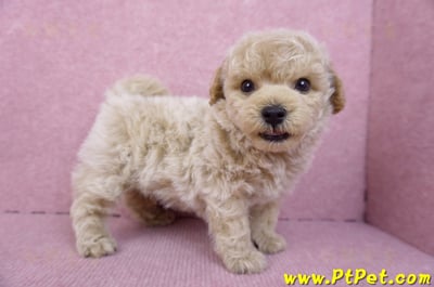 09/23泰迪比熊公幼犬(苗栗苑裡)6