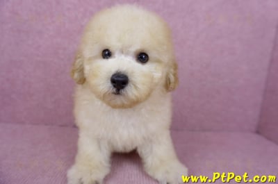 05/12玩具型奶油貴賓公幼犬(桃園中壢)2