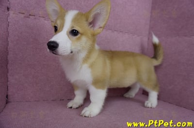 04/13雙色柯基犬公幼犬(台北士林)10