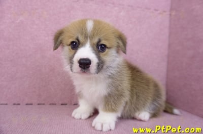 10/10雙色柯基犬公幼犬(台中大里)7