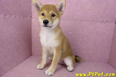 05/07赤色柴犬母幼犬10