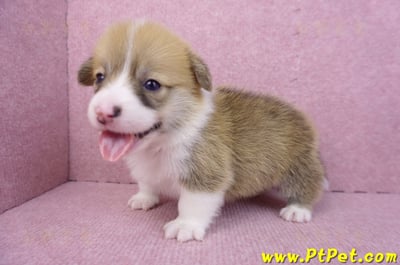 08/03雙色柯基犬公幼犬4號(屏東南州)6