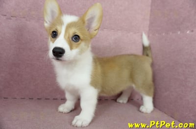 04/14雙色柯基犬母幼犬(台中沙鹿)7