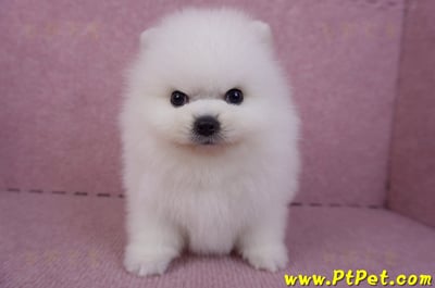 10/11松鼠白博美公幼犬1號(新北三重)1