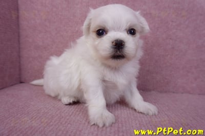 11/20馬爾濟斯公幼犬2號(屏東市)1