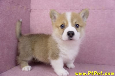 11/05雙色柯基犬公幼犬2號(屏東內埔)3