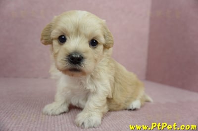 02/14奶油色馬爾泰迪母幼犬(花蓮吉安)1