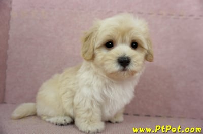 02/14奶油色馬爾泰迪公幼犬(桃園中壢)5