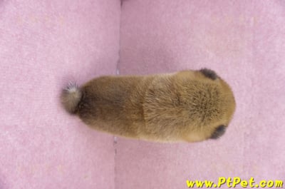 01/11赤色柴犬母幼犬1號7