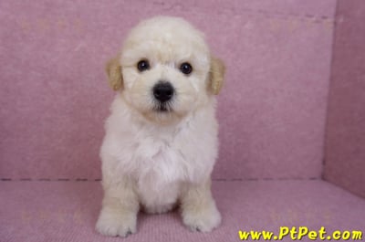 09/12泰迪比熊母幼犬2號(高雄)2