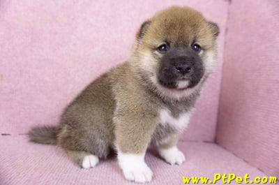 01/11赤色柴犬母幼犬2號4